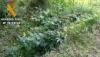 Foto 2 - La Guardia Civil detiene al propietario de varias plantaciones de marihuana en Garcihernández