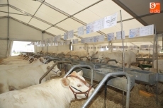 Foto 4 - La primera jornada de Salamaq, en imágenes