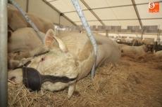 Foto 3 - La primera jornada de Salamaq, en imágenes