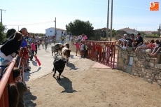 Foto 6 - Vibrante primer encierro de las fiestas con novillos de Ignacio López-Chaves