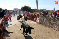Foto 5 - Vibrante primer encierro de las fiestas con novillos de Ignacio López-Chaves