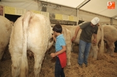 Foto 6 - Afanado en la labor de ayudar a preparar al ganado