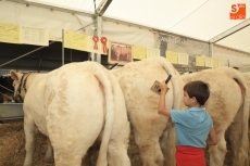 Foto 4 - Afanado en la labor de ayudar a preparar al ganado