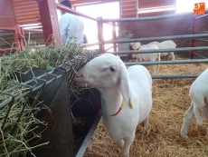 Foto 6 - Los más fotogénicos de la exposición de ganado de Salamaq