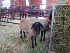 Foto 3 - Los más fotogénicos de la exposición de ganado de Salamaq