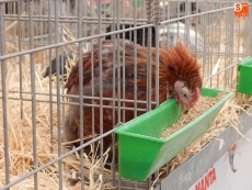 Foto 5 - Entre gallinas castellanas, sedosas de Japón o palomas rizadas
