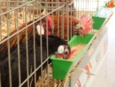 Foto 4 - Entre gallinas castellanas, sedosas de Japón o palomas rizadas