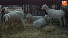 Foto 3 - Ávila y Zamora se reparten los premios del concurso de ovino de la raza castellana