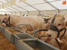 Foto 6 - Salamaq se mueve desde primera hora del día 