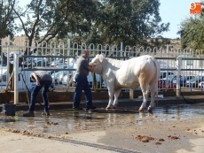 Foto 5 - Salamaq se mueve desde primera hora del día 