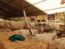 Foto 4 - Salamaq se mueve desde primera hora del día 