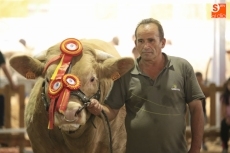 Foto 6 - Pleno de las ganaderías salmantinas en el concurso nacional de charolés