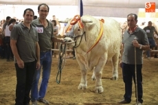 Foto 5 - Pleno de las ganaderías salmantinas en el concurso nacional de charolés