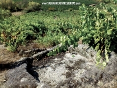 Foto 6 - Una marcha 'arriera' por los tesoros de Entresierras