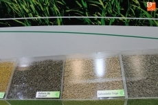 Foto 5 - Campal continúa su expansión con la producción de semillas certificadas 