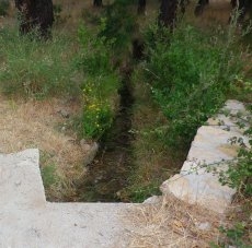 Foto 3 - El Bosque sin agua, no es nada