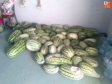 Foto 3 - Andrés José Calderón vuelve a sorprender en Guadramiro con sandias cercanas a los 20 kilos