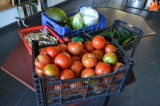 Foto 6 - El tomate, protagonista de la tarde sabatina en el CSA Aldea