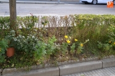 Foto 5 - 1Foto: Alertan de la falta de riego de jardines en la calle Santa Clara