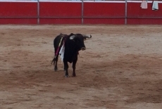 Foto 3 - ‘Martinete’, indultado en Riaza, regresa a La Roblicita