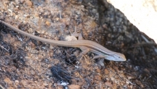Foto 3 - Los bomberos controlan con rapidez un incendio en el término municipal de El Tejado