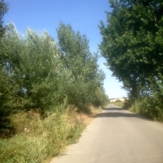 Foto 4 - El PSOE reclama a la Diputación el desbroce de los márgenes de la carretera