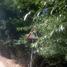 Foto 3 - El PSOE reclama a la Diputación el desbroce de los márgenes de la carretera