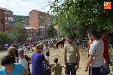 Foto 6 - Alta participación en Feria de Ganado, único acto de las Ferias de San Miguel 2015