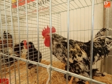 Entre gallinas castellanas, sedosas de Jap&oacute;n o palomas rizadas