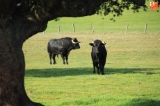 Foto 5 - La '15 de octubre' disfruta de su afición taurina en la finca de Juan Luis Fraile 