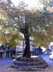 Foto 3 - El Ayuntamiento saca a subasta terrenos para el fomento de la industria agropecuaria