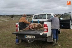 Foto 11 - El lobo llega a Guadramiro y deja ocho ovejas muertas y 14 heridas