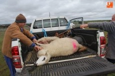 Foto 10 - El lobo llega a Guadramiro y deja ocho ovejas muertas y 14 heridas