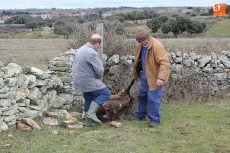 Foto 9 - El lobo llega a Guadramiro y deja ocho ovejas muertas y 14 heridas