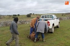 Foto 8 - El lobo llega a Guadramiro y deja ocho ovejas muertas y 14 heridas