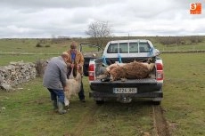 Foto 7 - El lobo llega a Guadramiro y deja ocho ovejas muertas y 14 heridas
