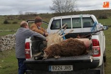 Foto 6 - El lobo llega a Guadramiro y deja ocho ovejas muertas y 14 heridas