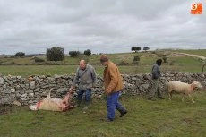 Foto 5 - El lobo llega a Guadramiro y deja ocho ovejas muertas y 14 heridas