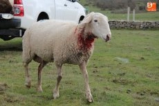 Foto 4 - El lobo llega a Guadramiro y deja ocho ovejas muertas y 14 heridas