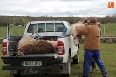 Foto 3 - El lobo llega a Guadramiro y deja ocho ovejas muertas y 14 heridas