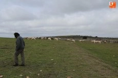 Foto 2 - El lobo llega a Guadramiro y deja ocho ovejas muertas y 14 heridas