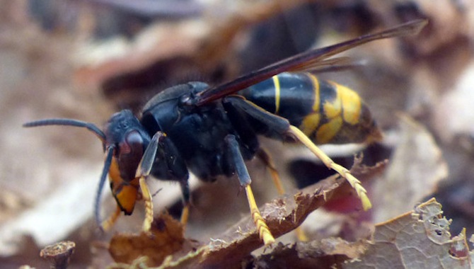 Ejemplar de esta especie exótica invasora, letal para las abejas. Foto: apiculturaiberica.com
