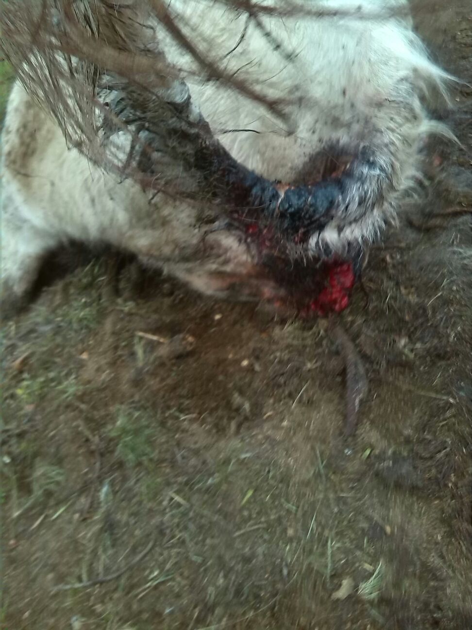 Ataque de buitres a una vaca en una explotación de Bogajo  