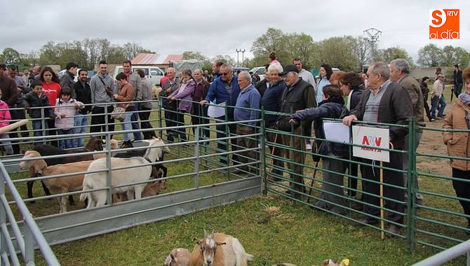 En San Felipe no faltarán el caprino y el ovino / CORRAL