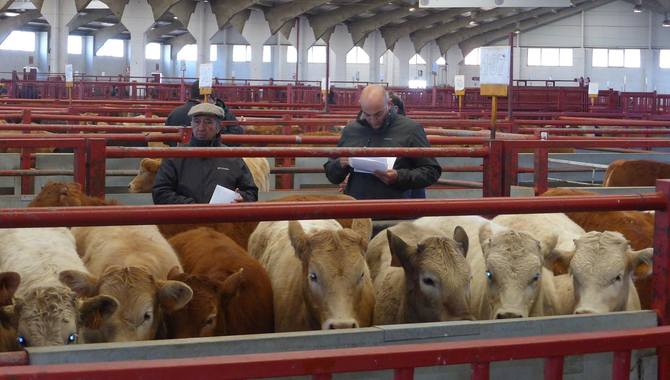 El mercado de ganado volvió a superar los 2.100 animales para cebadero / DIPUTACIÓN