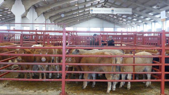 El mercado de ganado volvió a superar las 2.000 cabezas | Foto: Diputación