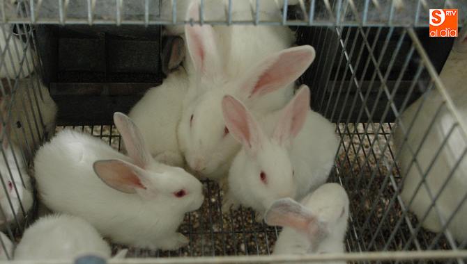 Las granjas de conejos están vendiendo por debajo de los precios de coste de producción / CORRAL