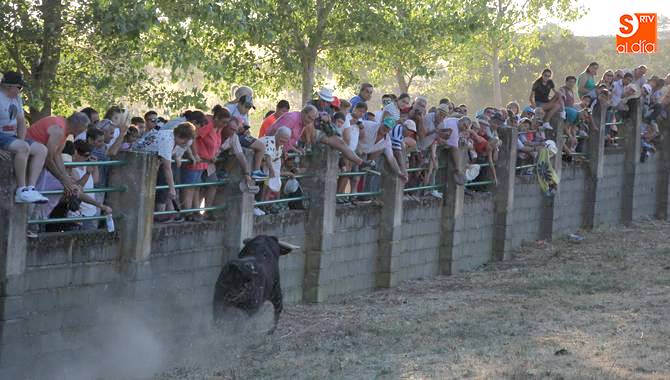 Cotorrón, de la ganadería Valdeflores, Mejor Novillo de la Feria / CORRAL