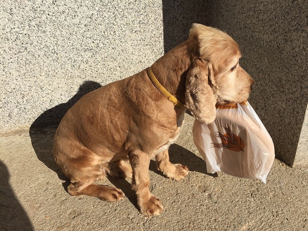 Toby, el perro que cada día va a buscar solo el pan candeal  