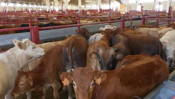 Buena afluencia al mercado de ganado con 2.195 animales | Foto Diputación